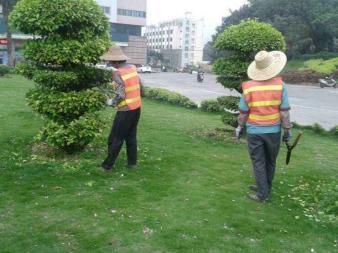 園林綠化施工、養護,草皮銷售及種植,園區、市政等改造工程