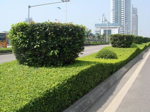 延吉市華天園林綠化 經(jīng)營(yíng)產(chǎn)品介紹 圖