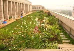 市園林綠化局檢查我區(qū)屋頂綠化工程，助力城市生態(tài)建設(shè)